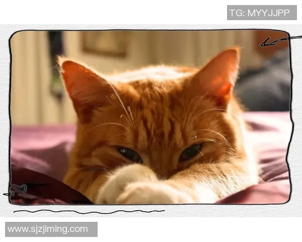 足球明星猫舍的可爱猫咪图片欣赏与明星们的温馨时刻分享